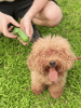 255 bags in 17 volumes Portable pet waste bag Environmental poop bag Portable biodegradable pet waste bag outdoor pet poop collection bag easy to carr